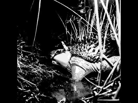 oñoñongo (improvisado con protocolo postergado)