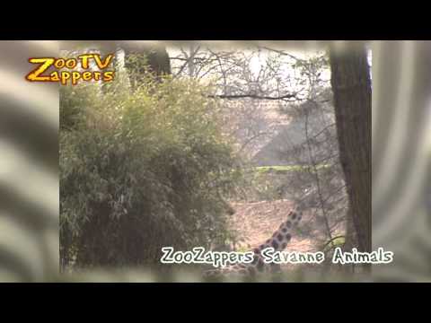 ZooZappers - Savanna animals