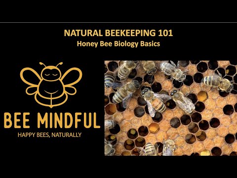 BEE MINDFUL Beekeeping 101   Honey Bee Biology Basics