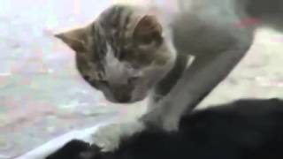 Try Not To Cry- Cat trys to revive his dead friend