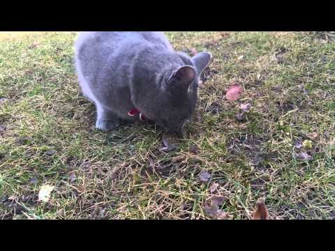 Russian Blue cats catches and eats a mouse