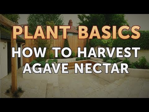 How to Dry an Overwatered Plant