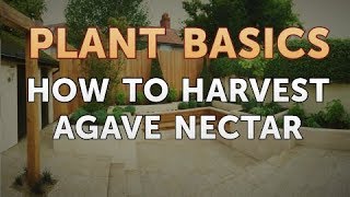 How to Harvest Agave Nectar