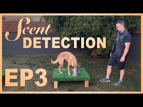 How to Teach Your Dog Scent Detection. Ep 3