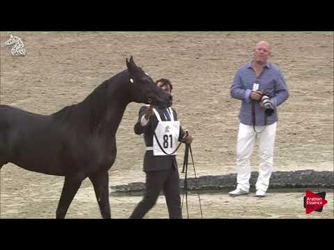 N 81 D HAYDAR   SHARJAH 2018 SE