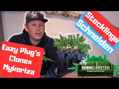 Cutting cuttings, compare Eazy Plug's, Clonex, Mykoriza #420