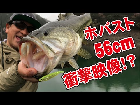 Fish Arrow Flash-J Abalone 7.6cm #AB01 Live Ayu Abalone