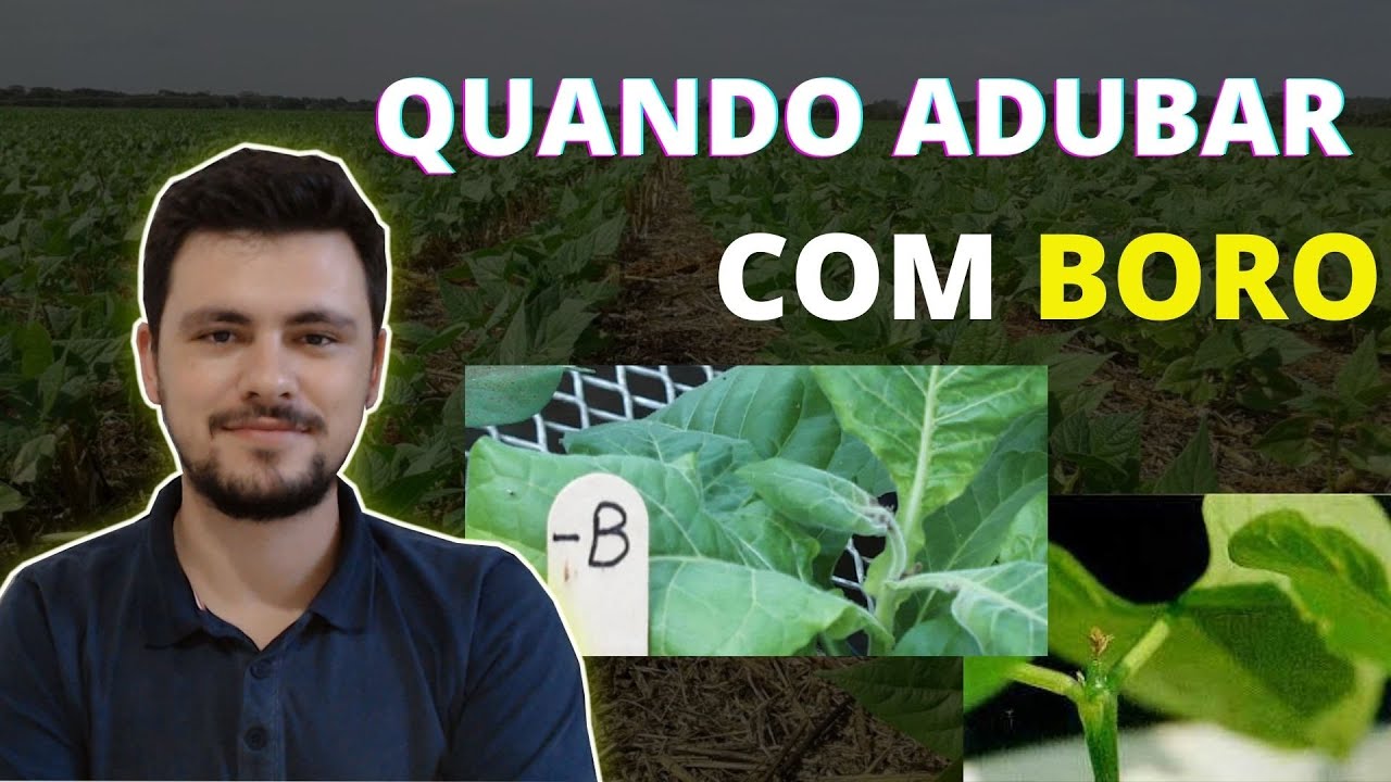 Quando adubar com BORO, ele vai aumentar a produção?
