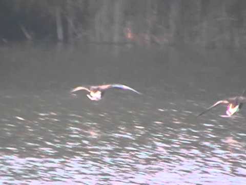 Birding Slovakia (Branislav Matejovič) - Anser albifrons - Hus bieločelá
