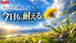 【タンポポは耐える。】久しぶりに、ただ耐えます。【LIVE】