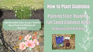 How to Plant Gladiolus | Store-Bought & Fall Saved Gladiolus Bulbs | Gladiolus Corm Planting Tips