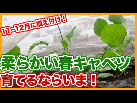 キャベツはいつ植えるのですか？どの品種をどの時期に植えるべきですか?  庭園
