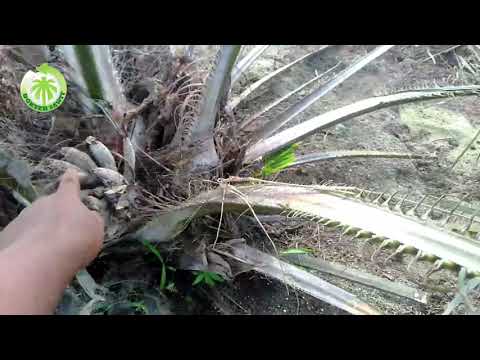 BJR 5 kg due to Castration & Sand Shoots!