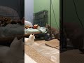 Gray Tabby Cat Trying To Sneak Away From The White Van Kedisi Shorts