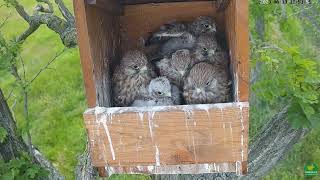 28e day Common Kestrels