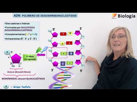 10-Biology. Nucleic acids: DNA and RNA