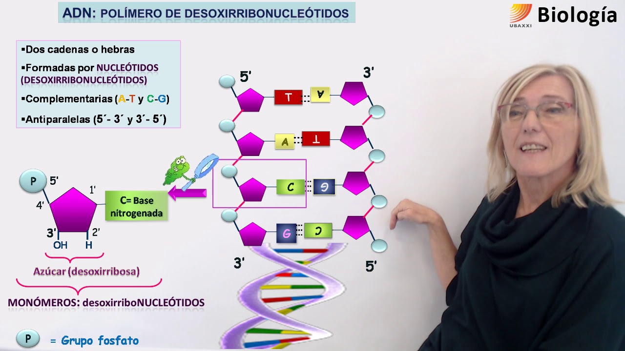 10-Biología.Ácidos nucleicos: ADN y ARN