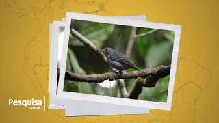 How do rivers and floodplains influence species formation in Amazonia?