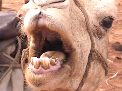 The Camel in Niger