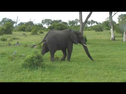 Djuma: Two Elephant bulls drink at dam then walk away feeding - 06:27 - 01/18/19