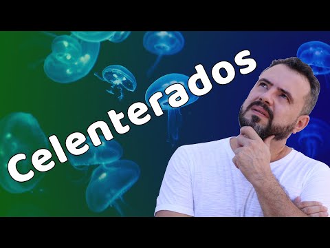 CELENTERADOS | Reino Animalia | Zoologia | Prof. Daniel Fernandes #biologia #aula #celenterados