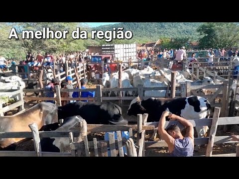 Feira do Gado da Vila do jirimum Taquaritinga do Norte PE 24/03/2024 com muito gado.