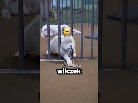 Wilczek Zrobił Wszystko Dla Mamy! 😭🐺