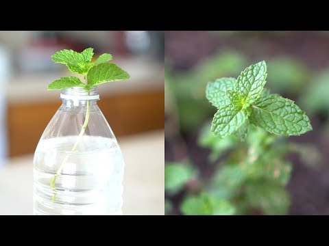 How to Grow Mint from Cutting | Root and Propagate Mint in Water