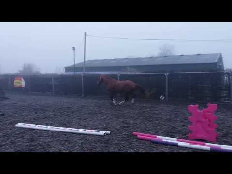 2.5 year Escolar x Donnerhall