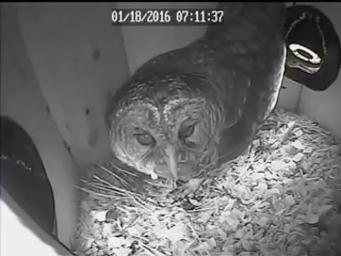 Mrs Barred Owl gets a crayfish - Jan 18th 2016, 7am