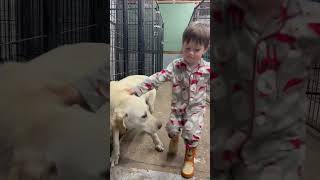 Video preview image #1 Labrador Retriever-Unknown Mix Puppy For Sale in Minneapolis, MN, USA
