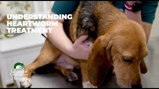 Understanding Heartworm Treatment