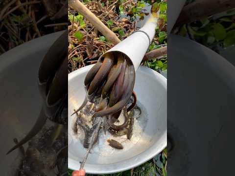 Eel Fishing Technique #shorts