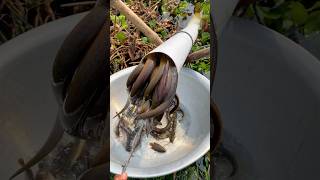 Download lagu Eel Fishing Technique #shorts mp3