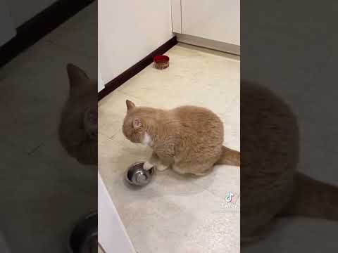 Süpürge Sesini Duyunca Havaya Zıplayan Kedi