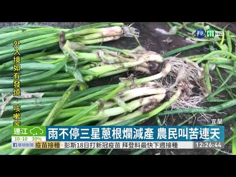 雨不停產量差 三星蔥擬移花蓮保種