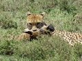 Cheetah Kills Wildebeest Calf In Serengeti Tanzania