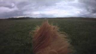 preview picture of video 'Icelandic Horses Ytri Rangá 3'