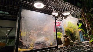 How I'll Water The Greenhouse New Grow Lights New Dreo Heater For The Greenhouse