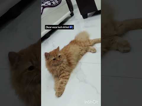nazar is real 🥺❤️ please take care of your cat 🙏#catbeauty #catlovers #angel&liza
