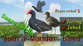 Download lagu Suara panggilan burung mandar batu.tanpa pariasi nada panggilan.#common moorhen#bentiung#peruk mp3