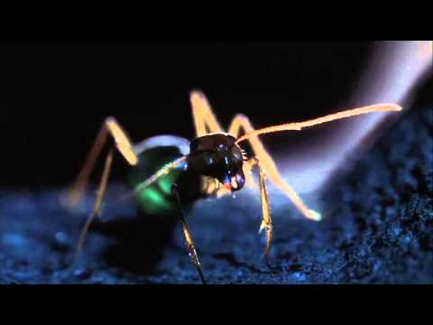 Okay, So Movies - Phase IV