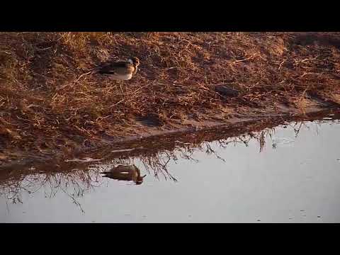 Djuma: Blacksmith Lapwing chick at pan leaves ground again - 06:55- 08/26/19
