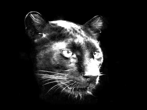 anna coogan and north 19 -fade away (AUDIO) Panther Song I =^.^=