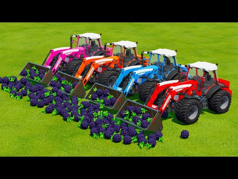 LOAD AND TRANSPORT BLACKBERRYS WITH RIGI TRAC TRACTORS -  Farming Simulator 22