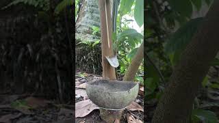 Download lagu Mumpung harganya lumayan #petanikaret #petanikaretindonesia #panengetah#getahkaret #fyp #videoshort mp3