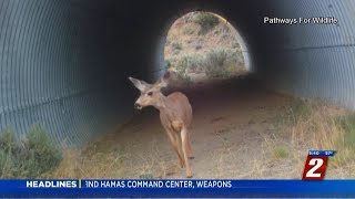 Cameras Spot Wildlife Along U.S. 395 in North Valleys