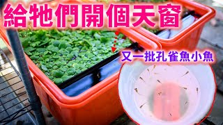 幫牠們開個天窗 又發現新一批小魚❤ | 孔雀魚 戶外缸 生態缸 自來水直下 | set up a feeding circle for outdoor guppy fish tank