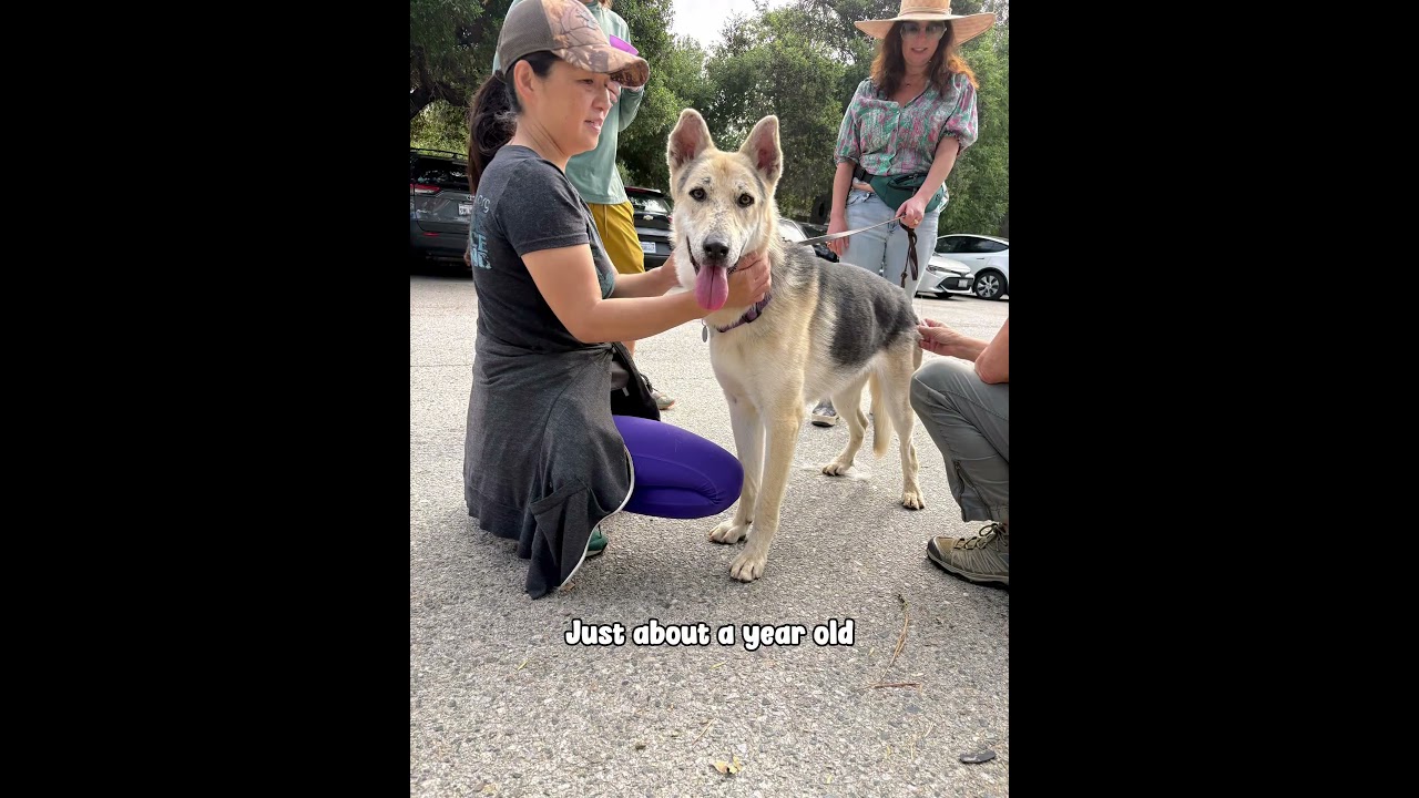 Enlarge Spiderman, a ADOPTABLE mixed breed in Burbank, CA video 6/6