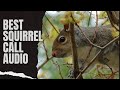 Best Squirrel Call Audio - Suab Dib Nas